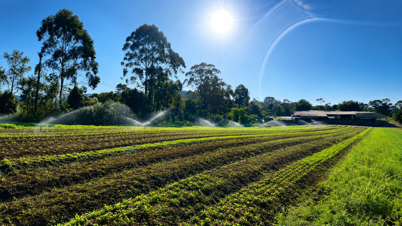 Fazenda Takahashi — plantação orgânica com irrigação